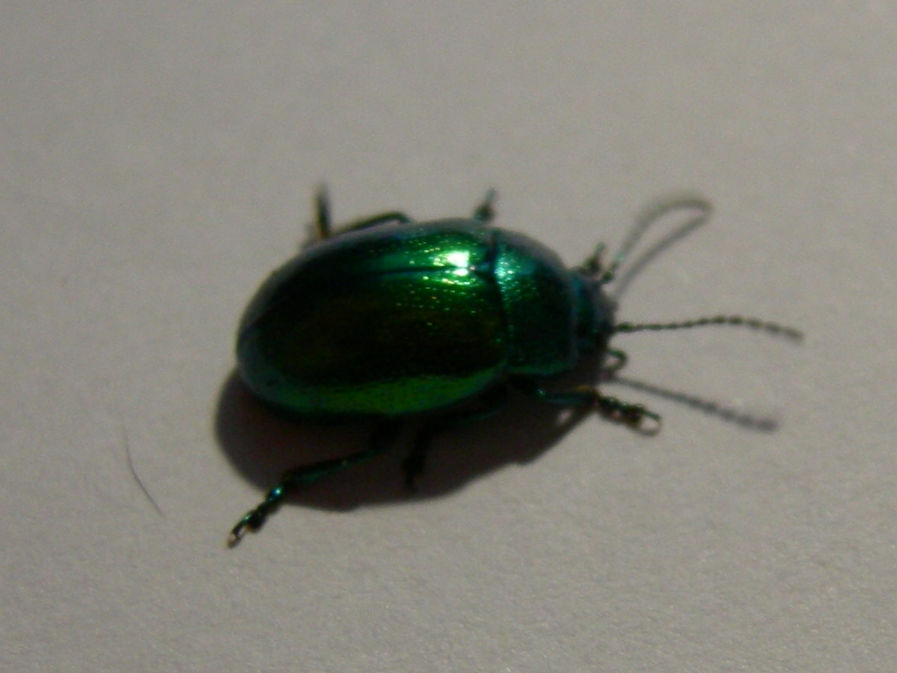 Chrysolina herbacea